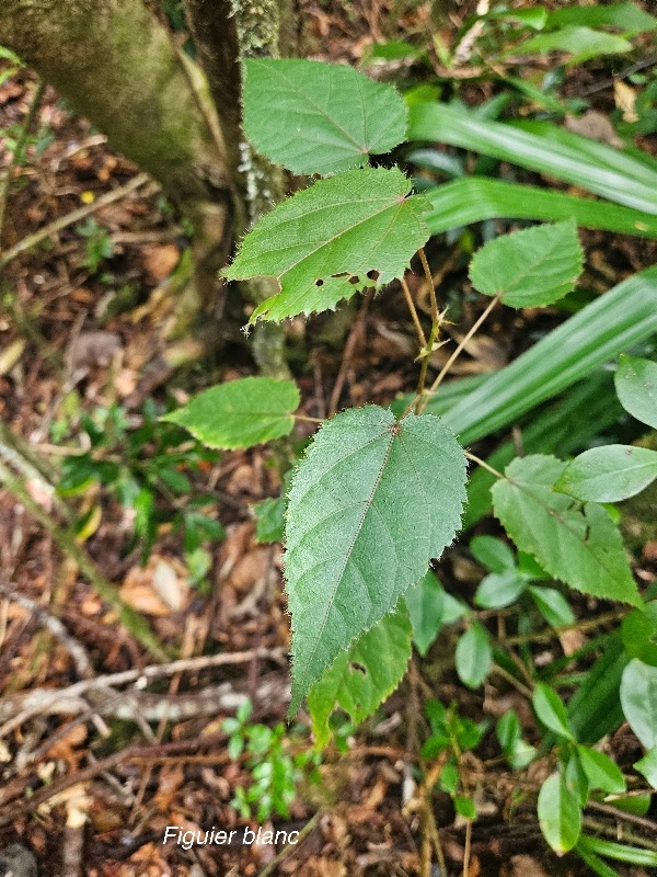 Ficus lateriflora Figuier blanc Moraceae Endémique La Réunion, Maurice 35.jpeg