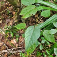 Ficus lateriflora Figuier blanc Moraceae Endémique La Réunion, Maurice 35.jpeg