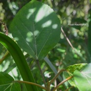 Ficus mauritiana Affouche rouge Moraceae Endémique La Réunion , Maurice 3491.jpeg