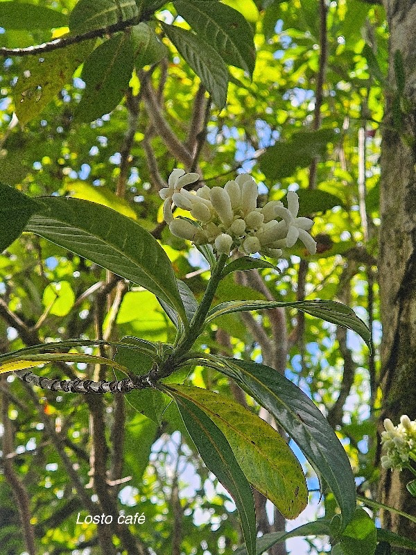 Gaertnera vaginata Losto café Rubiaceae Endémique La Réunion 515.jpeg