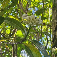 Gaertnera vaginata Losto café Rubiaceae Endémique La Réunion 515.jpeg