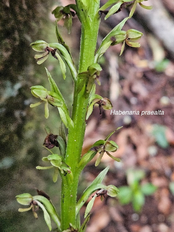 Habenaria praealta Orchidaceae Endémique La Réunion, Maurice 19.jpeg