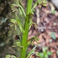 Habenaria praealta Orchidaceae Endémique La Réunion, Maurice 19.jpeg