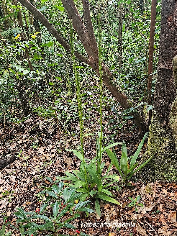 Habenaria praealta Orchidaceae Endémique La Réunion, Maurice 42.jpeg