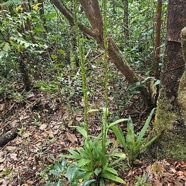 Habenaria praealta Orchidaceae Endémique La Réunion, Maurice 42.jpeg