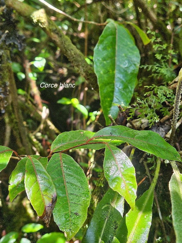 Homalium paniculatum Corce blanc Salicaceae Endémique La Réunion, Maurice 57.jpeg