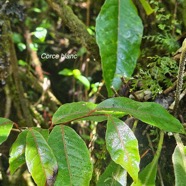 Homalium paniculatum Corce blanc Salicaceae Endémique La Réunion, Maurice 57.jpeg