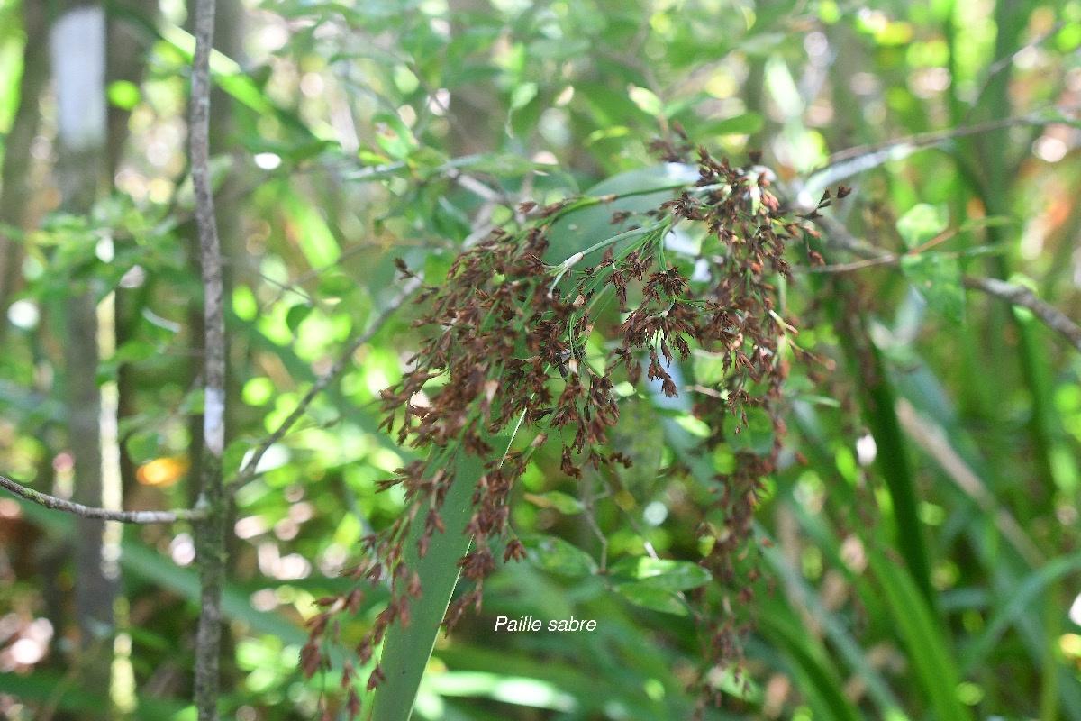 Machaerina iridifolia  Paille sabre Cyperaceae Endémique La Réunion, Maurice 3496.jpeg