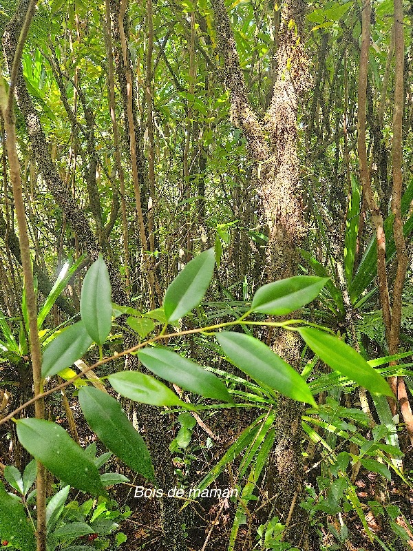 Maillardia borbonica Bois de maman Moraceae Endémique La Réunion 07.jpeg