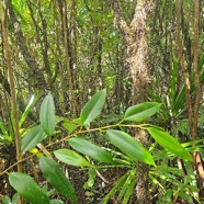 Maillardia borbonica Bois de maman Moraceae Endémique La Réunion 07.jpeg