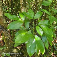 Melicope obtusifolia Catafaille patte poule Rutaceae Endémique La Réunion, Maurice 20.jpeg