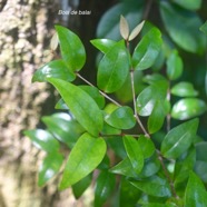 Memecylon confusum Bois de balai Melastomataceae Endémique La Réunion 3504.jpeg