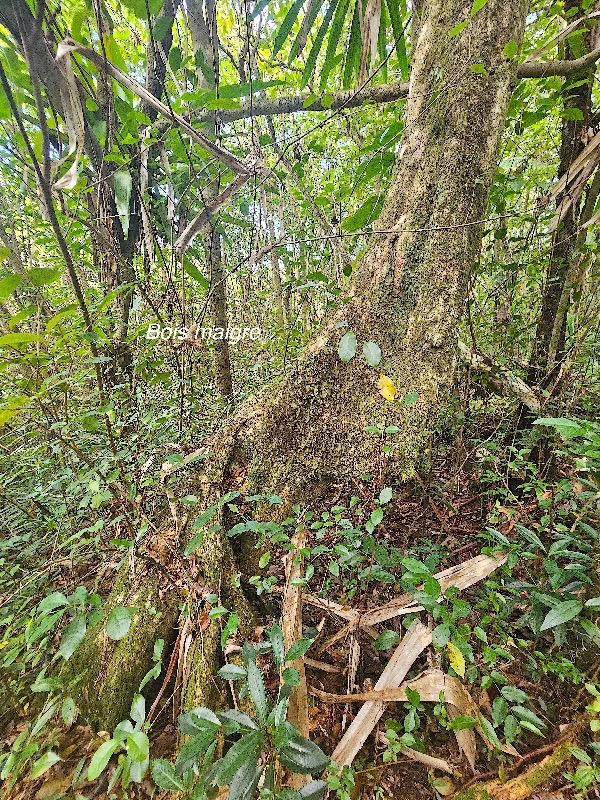 Nuxia verticillata Bois maigre Stilbaceae Endémique La Réunion, Maurice 24.jpeg