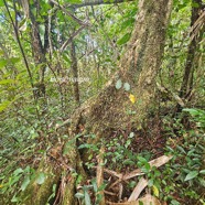 Nuxia verticillata Bois maigre Stilbaceae Endémique La Réunion, Maurice 24.jpeg