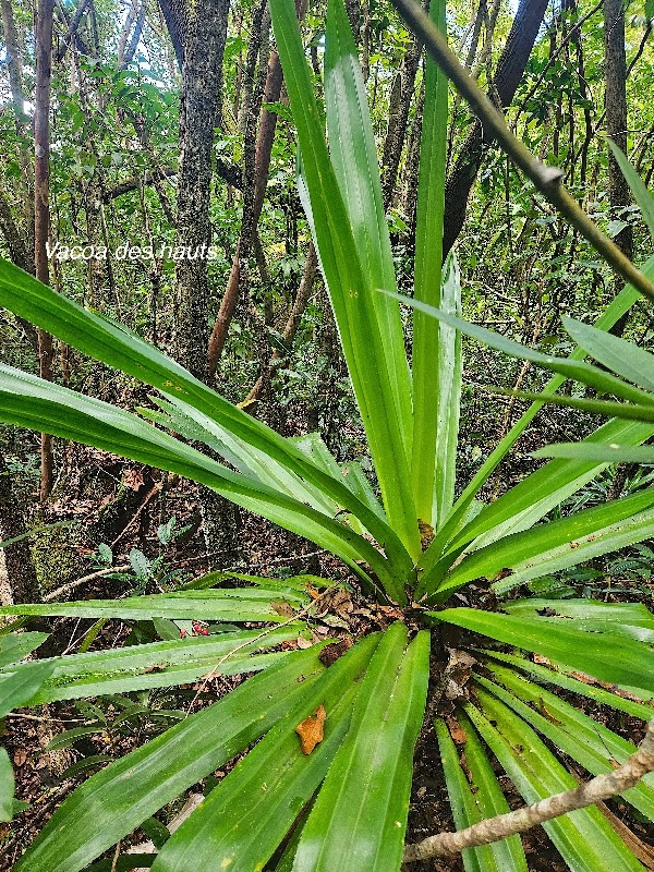 Pandanus purpurascens Vacoa des hauts Pandanaceae Endémique La Réunion 45.jpeg