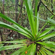 Pandanus purpurascens Vacoa des hauts Pandanaceae Endémique La Réunion 45.jpeg