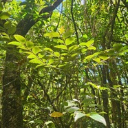 Phyllanthus phillyreifolius Bois de cafrine Phyllanthaceae Endémique La Réunion, Maurice 23.jpeg