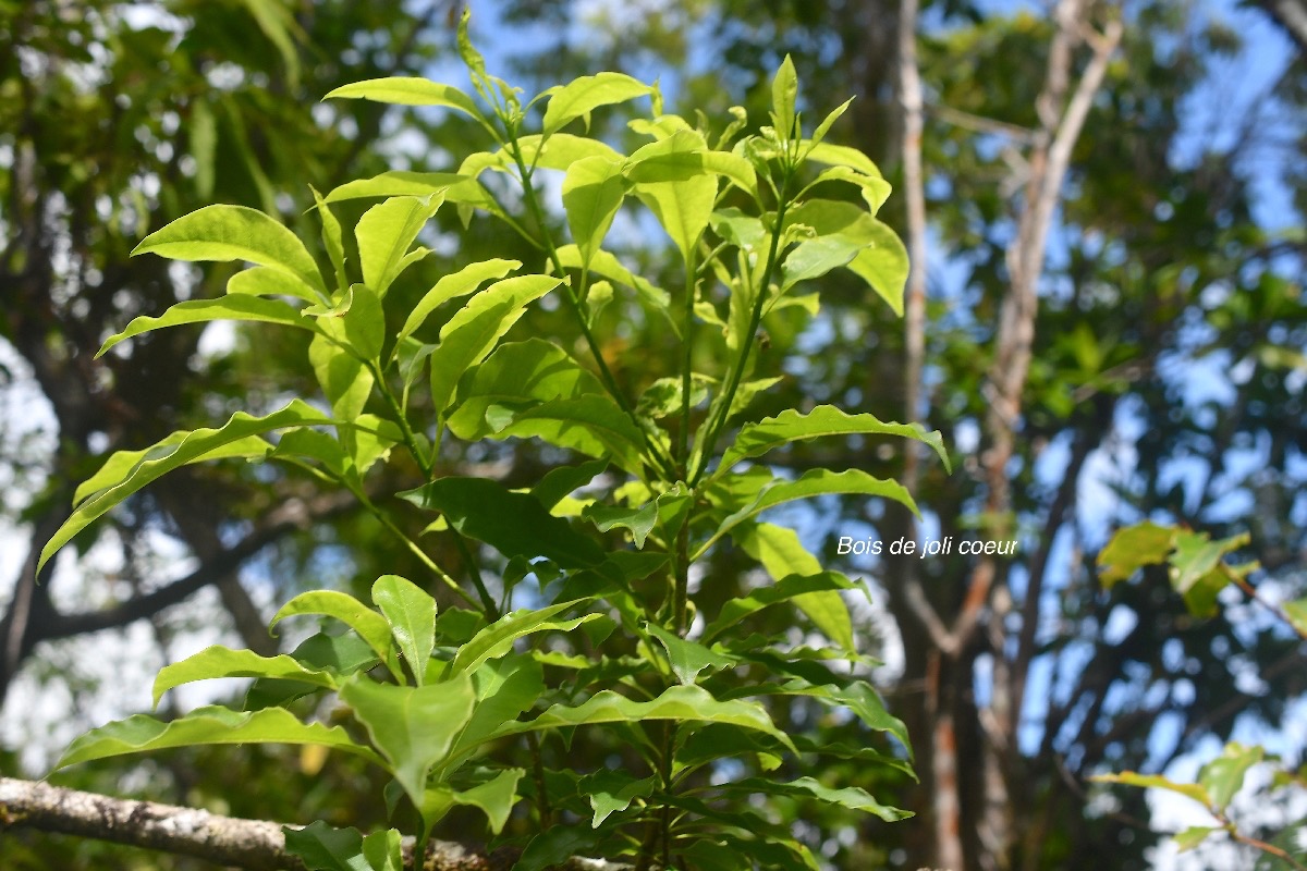 Pittosporum senacia Bois de joli coeur Pittosporaceae Indigène La Réunion 3507.jpeg