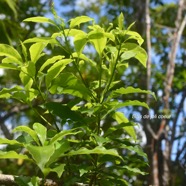 Pittosporum senacia Bois de joli coeur Pittosporaceae Indigène La Réunion 3507.jpeg