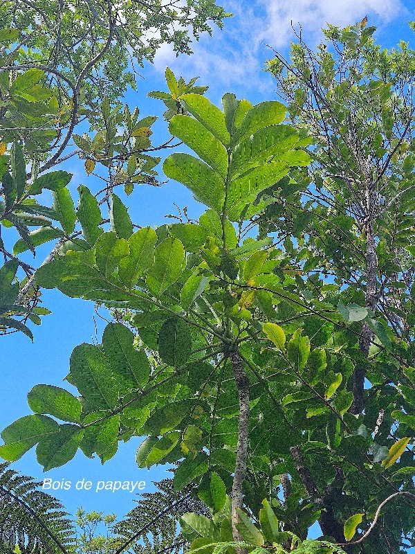 Polyscias repanda Bois de papaye Araliaceae Endémique La Réunion 11.jpeg