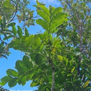 Polyscias repanda Bois de papaye Araliaceae Endémique La Réunion 11.jpeg