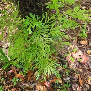 Selaginella sinuosa  Sélaginelle Selaginellaceae Endémique La Réunion 24.jpeg