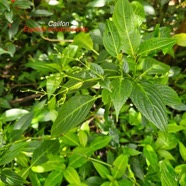 Strobilanthes hamiltonianus Califon Acanthaceae E E 53.jpeg