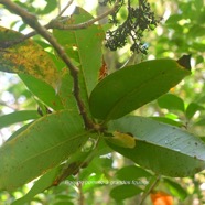 Syzygium cordemoyi Bois de pommes à grandes feuilles Myrtaceae Endémique La Réunion 3463.jpeg