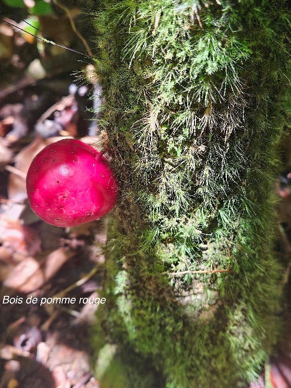 Syzygium cymosum Bois de pomme rouge Myrtaceae Endémique La éunion, Maurice 26.jpeg