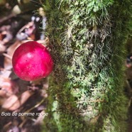 Syzygium cymosum Bois de pomme rouge Myrtaceae Endémique La éunion, Maurice 26.jpeg