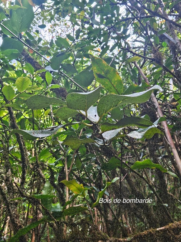 Tambourissa crassa Bois de bombarde Monimiaceae Endémique La Réunion 37.jpeg