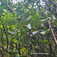 Tambourissa crassa Bois de bombarde Monimiaceae Endémique La Réunion 37.jpeg