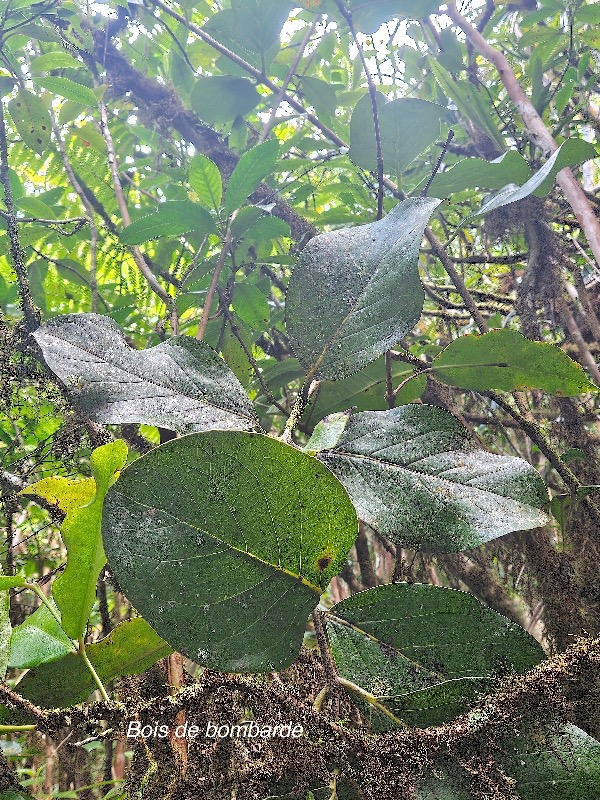 Tambourissa crassa Bois de bombarde Monimiaceae Endémique La Réunion 44.jpeg