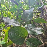 Tambourissa crassa Bois de bombarde Monimiaceae Endémique La Réunion 44.jpeg