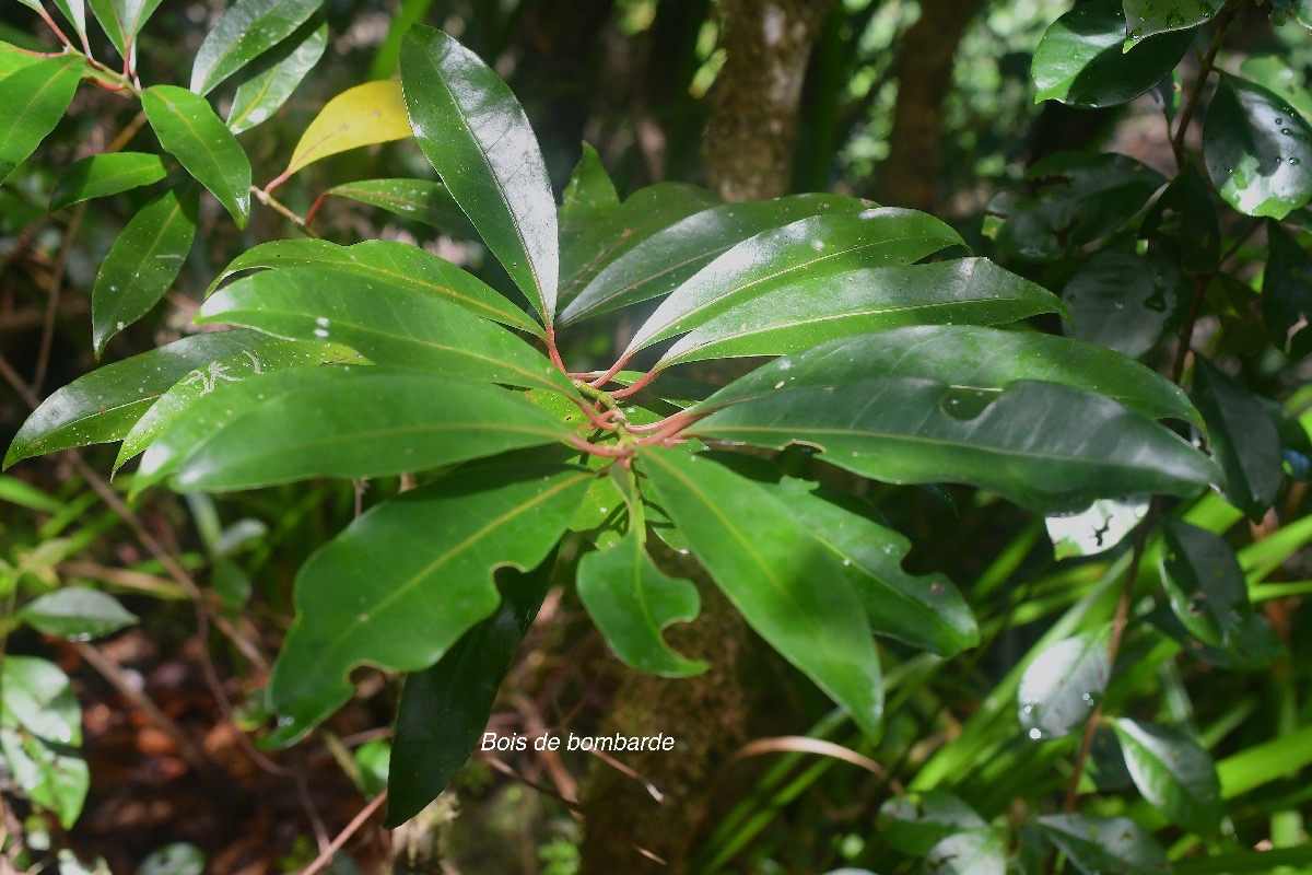 Tambourissa elliptica Bois de bombarde Monimiaceae Endémique La Réunion 3482.jpeg