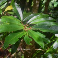 Tambourissa elliptica Bois de bombarde Monimiaceae Endémique La Réunion 3482.jpeg