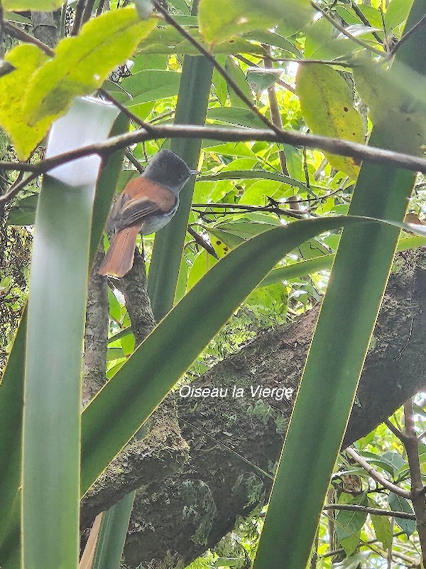 Terpsiphone borbonnensis Monarchidae Endémique La Réunion 16.jpeg