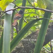 Terpsiphone borbonnensis Monarchidae Endémique La Réunion 16.jpeg