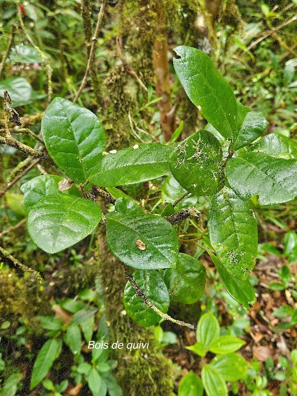 Turraea cadetii Bois de quivi Meliaceae Endémique La Réunion 40.jpeg