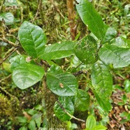 Turraea cadetii Bois de quivi Meliaceae Endémique La Réunion 40.jpeg