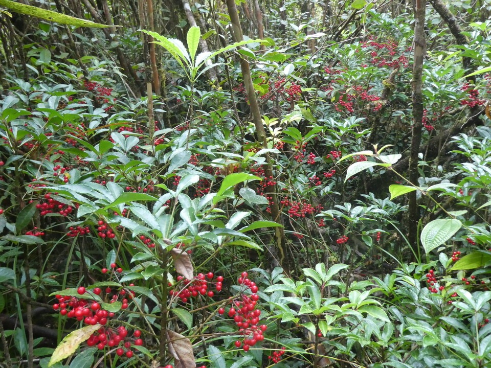 Ardisia creanata - Bois de noel - PRIMULACEAE - EE - P1070176.jpg