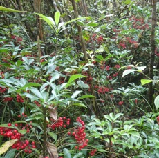 Ardisia creanata - Bois de noel - PRIMULACEAE - EE - P1070176.jpg