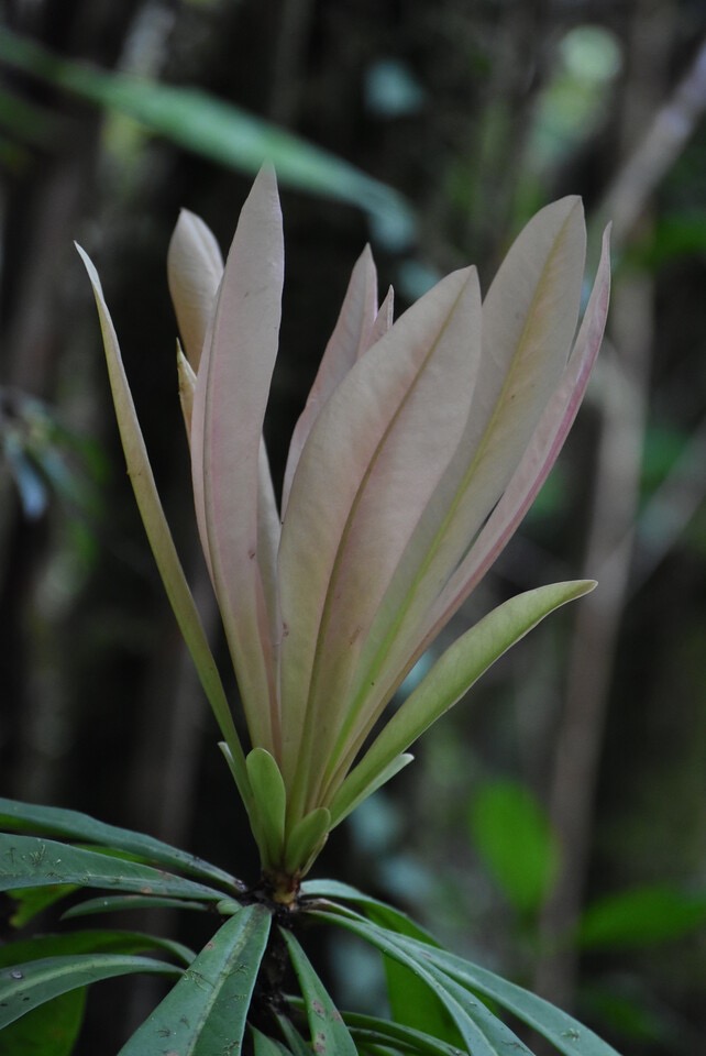 Badula sp - Bois de savon - PRIMULACEAE - Endémique Réunion - MB3_3176.jpg