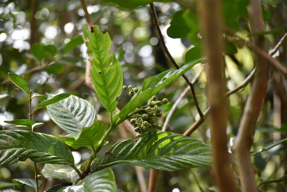 Bertiera borbonica (var stipularis) - RUBIACEAE - Endémique Réunion - MB3_3169.jpg