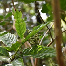 Bertiera borbonica (var stipularis) - RUBIACEAE - Endémique Réunion - MB3_3169.jpg