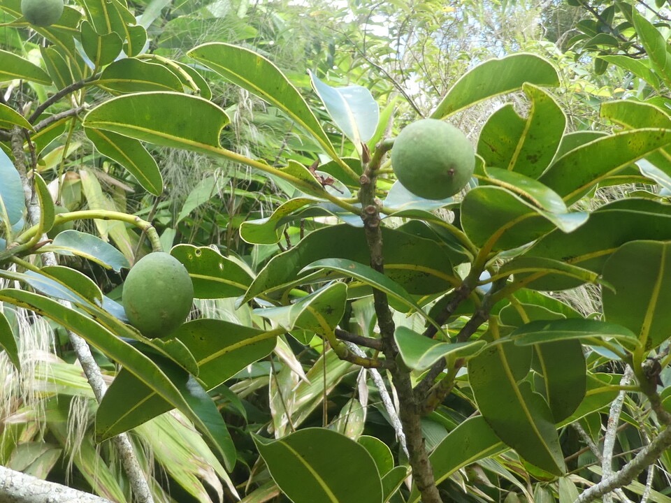 Calophyllum tacamahaca - takamaka des hauts - CLUSIACEAE - Endémique Réunion Maurice - P1070170.jpg