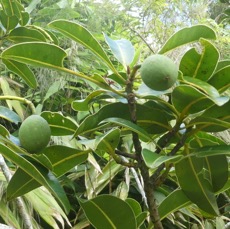 Calophyllum tacamahaca - takamaka des hauts - CLUSIACEAE - Endémique Réunion Maurice - P1070170.jpg