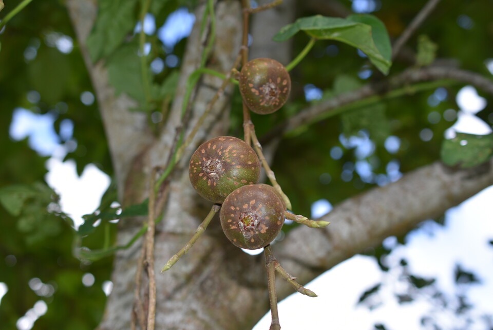 Ficus mauritiana - Affouche rouge - MORACEAE - Endémique Réunion Maurice - MB3_3138.jpg