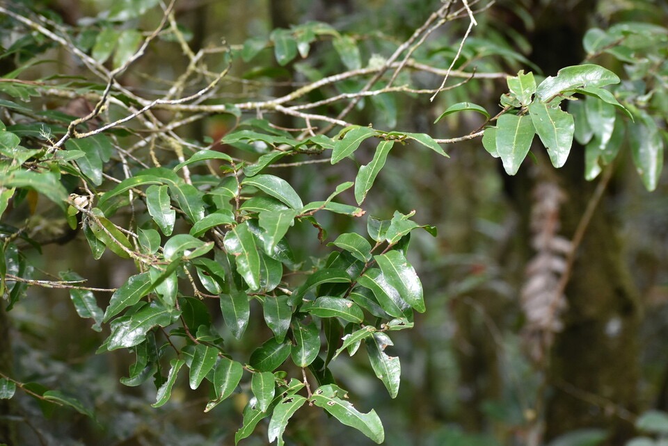 Grangeria borbonica - Bois de punaise - CHRYSOBALANACEAE - Endémique Réunion Maurice - MB3_3180.jpg