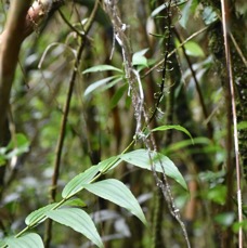 Habenaria sigillum - ORCHIDOIDEAE - Indigène Réunion - MB3_3175.jpg